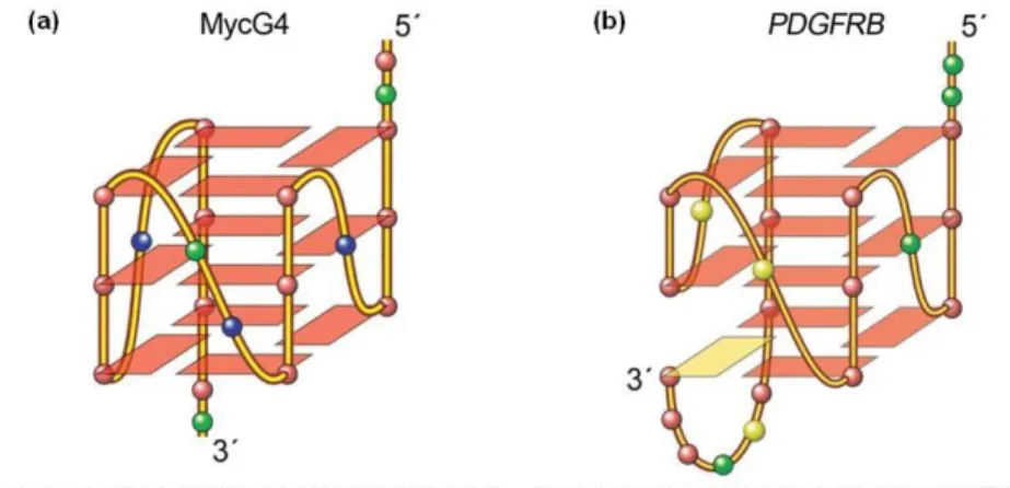 Figure 2 – Sequence and folding topologies of the major G4s formed in MYC gene promoter,  MycG4 (a), and in PDGFRB gene promoter (b) (modified from Chen &amp; Yang, 2012 and Onel  et al., 2014)