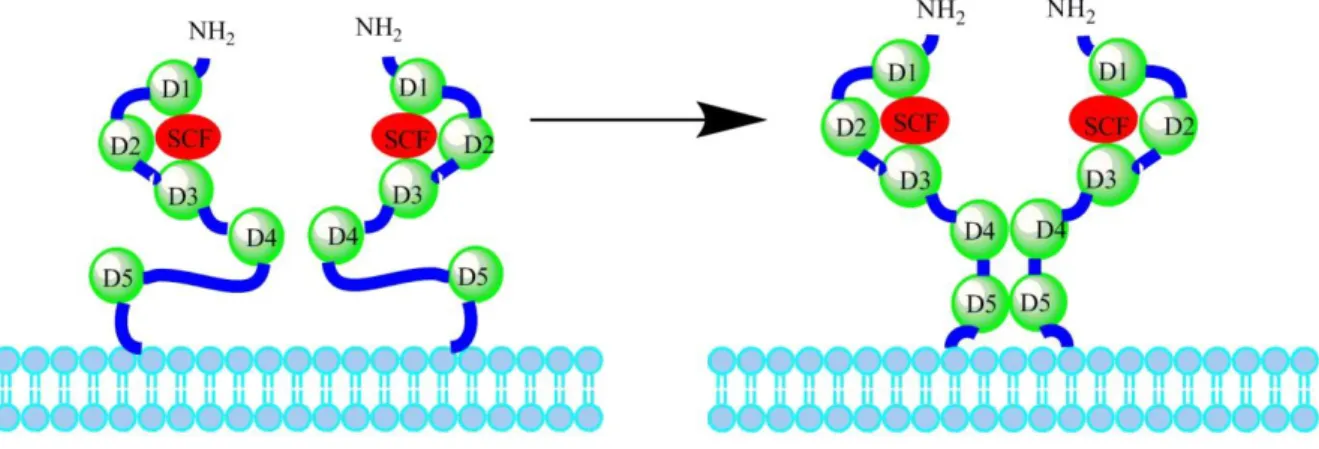 Figure 6 – Schematic representation of the activation of the KIT receptor by the SCF: on the  left,  a  model  of  KIT  dimer  with  two  free  molecules;  on  the  right,  the  D4-D4  and  D5-D5  domains  become  reoriented,  in  close  proximity  in  act