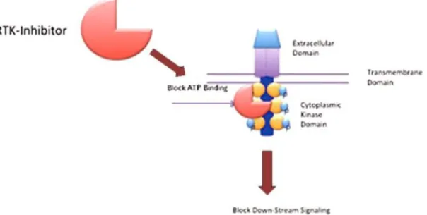 Figure 7 – Representation of the basic structure of a RTK. TKI binding results in blocking of  ATP  binding,  autophosphorilation  and  activation  of  downstream  signalling  (modified  from  Bavcar &amp; Argyle, 2012)