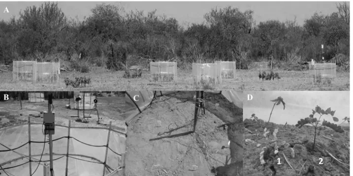 Figure  1.  Experimental  field  of  Caatinga,  Embrapa  Semi-arid,  in  Petrolina-PE