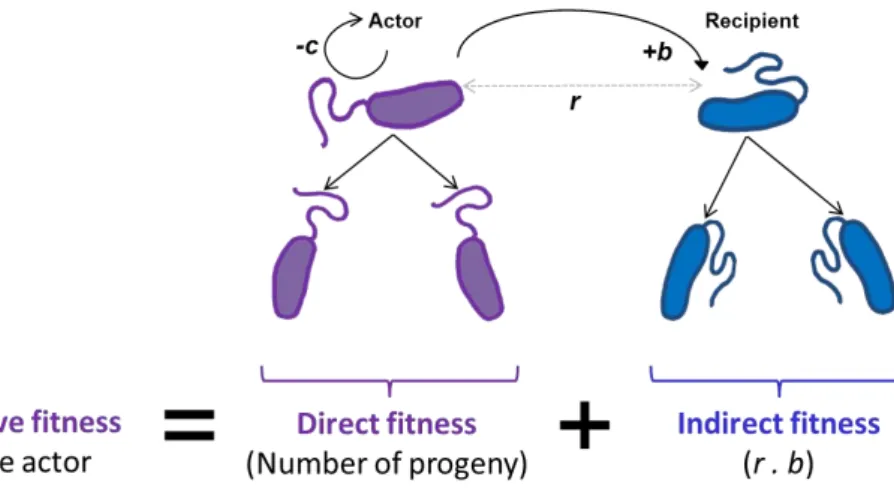 Figure 2. Inclusive fitness theory 