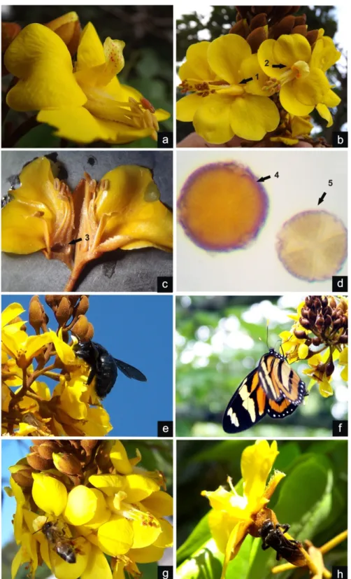 Figura  2.  Aspectos  da  biologia  floral  e  reprodutiva  de  Cenostigma  macrophyllum  Tul.:  a
