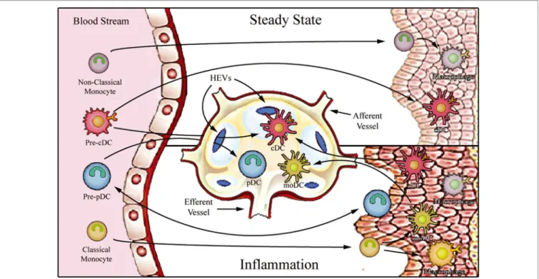 FigURe 1 | Proposed model for migration of human monocytes and dendritic cell (DC) progenitors into tissues in steady-state and inflammatory conditions