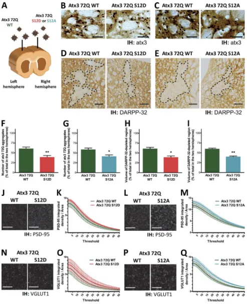 Figure 8.  Mutating S12 reduces the neurodegen- neurodegen-erative phenotype of a MJD lentiviral rat model