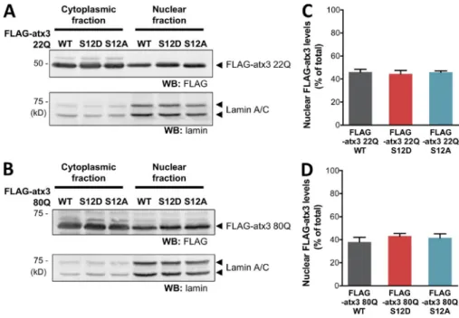 Figure S5.  Mutating S12 does not alter the nuclear accumulation of atx3, in COS-7 cells