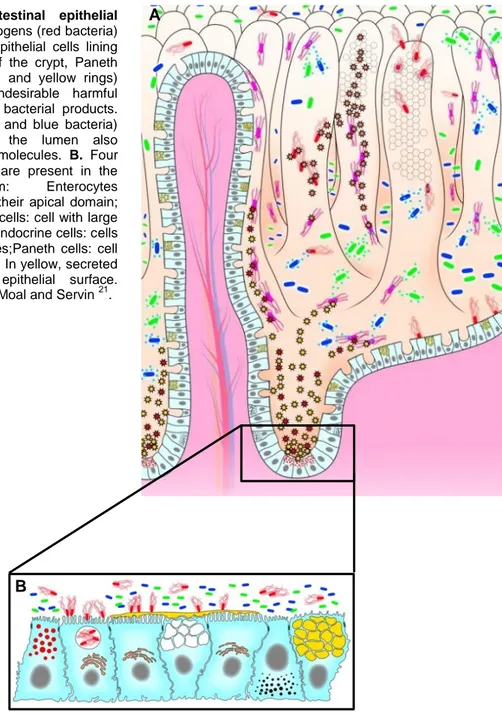 Figure  1  -  The  intestinal  epithelial  barrier. A. Enteric pathogens (red bacteria)  interact  with  the  host  epithelial  cells  lining  the  villi