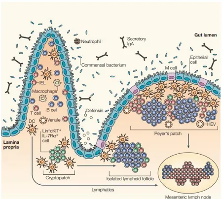 Figure  2  -  Associated  lymphoid  tissue  or  GALT.  The  lymphoid  structures  of  the  gastrointestinal  tract  include  mesenteric  lymphoid  nodes, Peyer´s patches, cryptopatches and ILFs