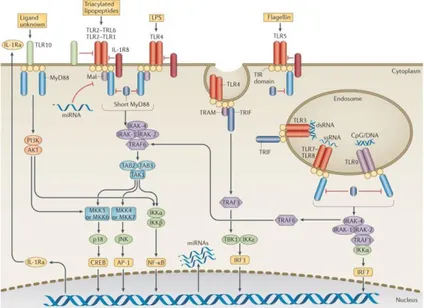 Figure  3  -  Localization,  signaling  pathways  and  regulation  of  Toll-like  receptors  (TLRs)