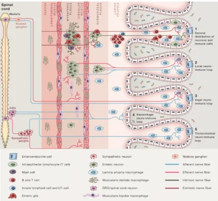 Figure  6  -  The  enteric  nervous  system.  The  ENS  has  ganglionated  plexuses,  the  myenteric  plexus  between  the  longitudinal  and circular  layers  of  the  external  musculature and the  submucosal plexus that has outer  and  inner  components