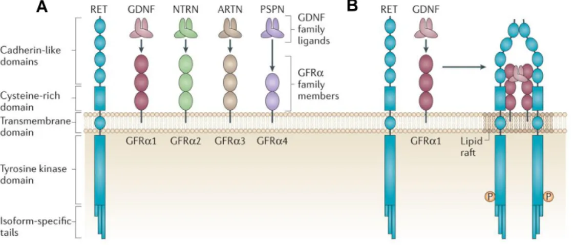 Figure  7  -  The  RET  tyrosine  kinase  receptor.  A. RET  is  the  receptor  for  a  family  of  soluble  neurotrophic factor ligands, the glial cell line-derived neurotrophic factors (GFLs)