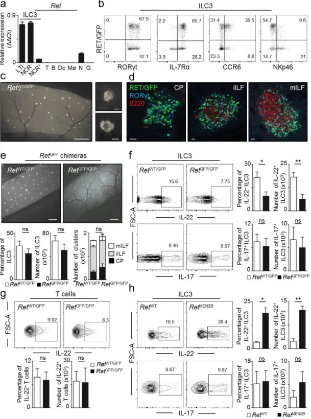 Figure 1. The neurotrophic factor receptor RET drives enteric ILC3-derived IL-22.a, LTi, NCR -  and NCR + ILC3  subsets,  T  cells  (T),  B  cells  (B),  Dendritic  cells  (Dc),  Macrophages  (Mø),  enteric  Neurons  (N)  and  mucosal  Glial  cells  (G)