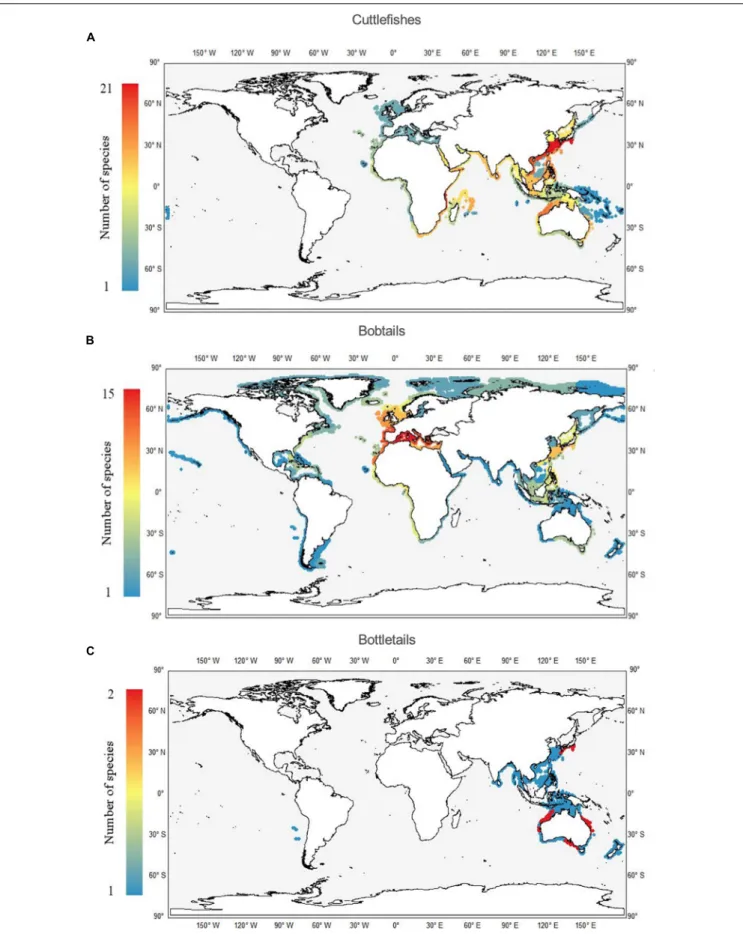 FIGURE 5 | Worldwide richness (number of species per ecoregion) patterns of cuttlefishes (Family Sepiidae; A), bobtails (Family Sepiolidae; B), and bottletails (Family Sepiadariidae; C).