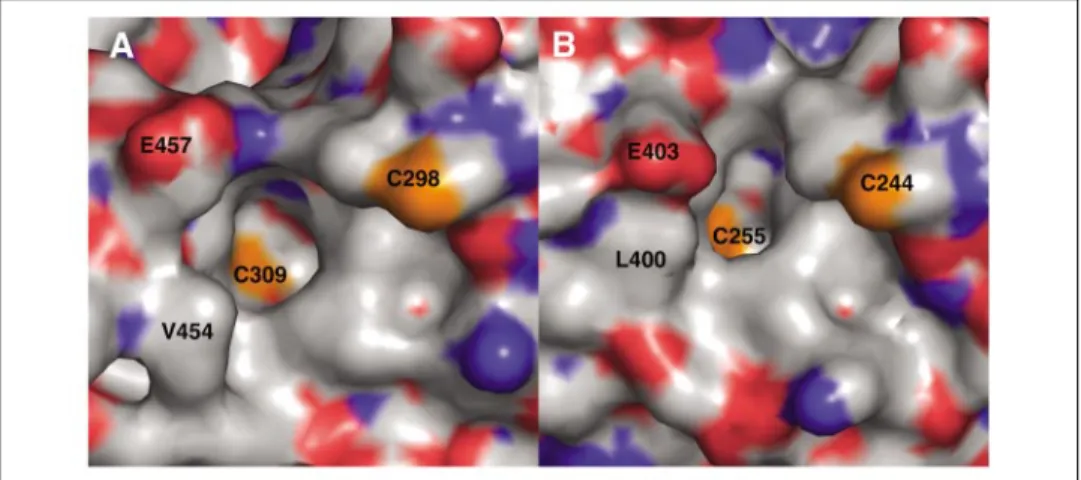 FIGURE 4. Surface display of TR coactivator binding pocket. A, TR␤; B, TR␣. The TR LBD  coac-tivator binding site is represented by asolid surface indicating in gray the hydrophobic residues, in blue the positively charged residues, in red the negatively c