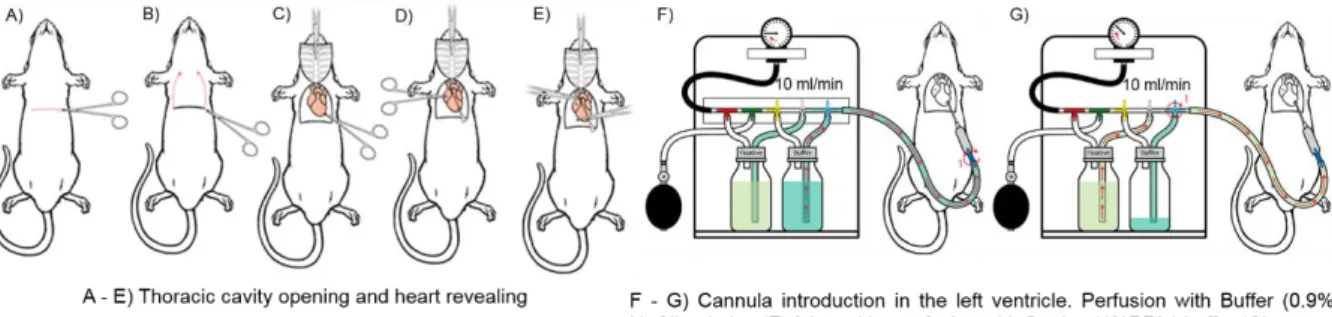 Figure 2: Rodent intraperitoneal perfusion. Adapted.  59