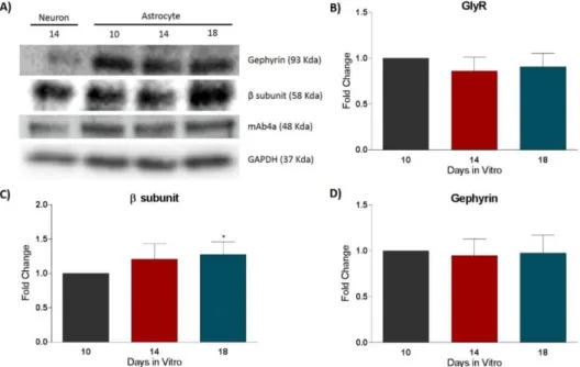 Figure  6:  Analysis  of  GlyR  expression  in  rat  cortical  astrocytic  cultures  by  western  blotting  at  10,  14  and  18  DIV