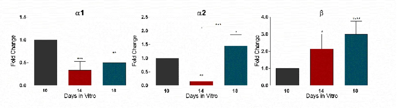 Figure 7: GlyR subunits mRNA levels, evaluated by qPCR, in rat cortical cultures at 10, 14 and 18 DIV