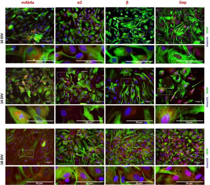 Figure 8: Double detection of GFAP and mAb4a/α2/β/Gephyrin in astrocytic cultures, at 10, 14 and 18 DIV