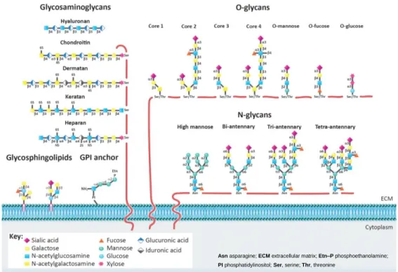 Figure  1.  Glycan  classes  present  on  the  cellular  membrane  –  The  main  classes  of  glycans  are  represented on this figure: glycosaminoglycans (GAGs), N-glycans,  O-glycans, glycosphingolipids, and  glycosylphosphatidylinositol (GPI) anchor