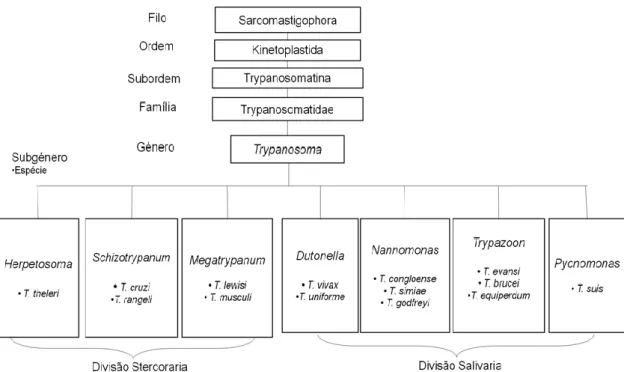 Figura 15 - Sistemática do género Trypanosoma e respetivos subgéneros. (Stevens &amp; Brisse, 2004 e Gonçalves, 2011) 