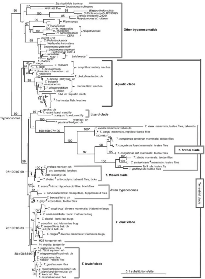 Figura  16  -  Árvore  filogenética  de  Tripanossomatídeos  baseada  na  análise  de  sequenciação  genes  que  codificam  SS  rRNA  e  da  enzima gliceraldeído-fosfato desidrogenase glicossómica (gGAPDH)