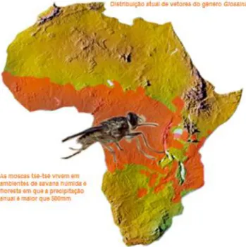 Figura 18 - Área de distribuição das Glossina no continente africano, descrevendo o chamado &#34;Cinturão das Tsé-tsé&#34;
