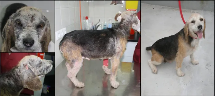 Figura 3: Cadela cruzada de Beagle com Leishmaniose Canina. Antes e após o tratamento