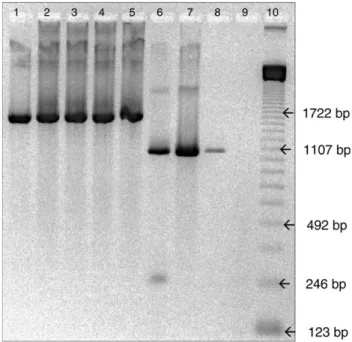 Fig. 1. Agarose gel (1.5%) of PCR products. Lane 1. E. faecalis TX5042b merA positive [representing the Enterococcus/Staphylococcus merA gene group]; lane 2, E