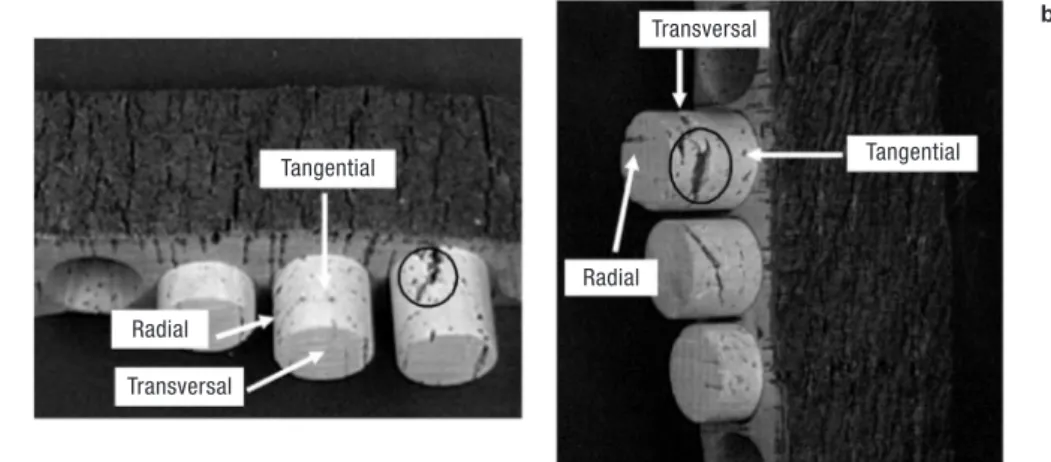 Figure 2. Cork strips (rabanadas) and the bored cork stoppers showing the three main sections of cork (tangential, transversal and radial): a) transverse cutting direction (traditional), perpendicular to the tree axis; b) longitudinal cuting direction