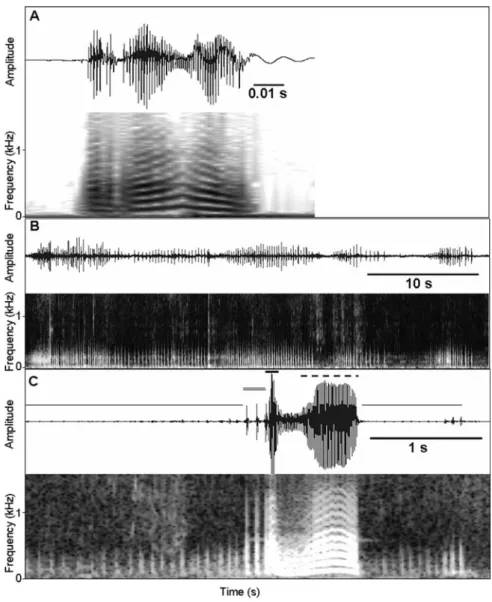 Fig. 3. During the present study, nesting Lusitanian toadﬁsh males emitted sounds that have not previously been described such as triple croaks (A), long grunt trains (B) and combinations of long grunt trains with other sound types (C)