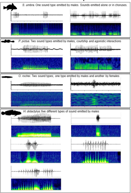 Figure 1.  The acoustic complexity of vocal fish communities (measured at a specific moment in space and  time) can be function of (i) variations of a single species call rate (e.g