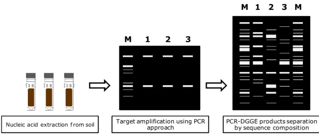 Figure 3. Flow diagram of the main steps for microbial community analysis using PCR-DGGE