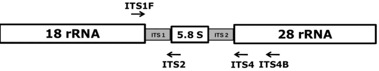 Figure  4.  Schematic  representation  of  ribosomal  RNA  genes  with  annealing  sites  of  primers  (modified from Gardes and Bruns, 1993).
