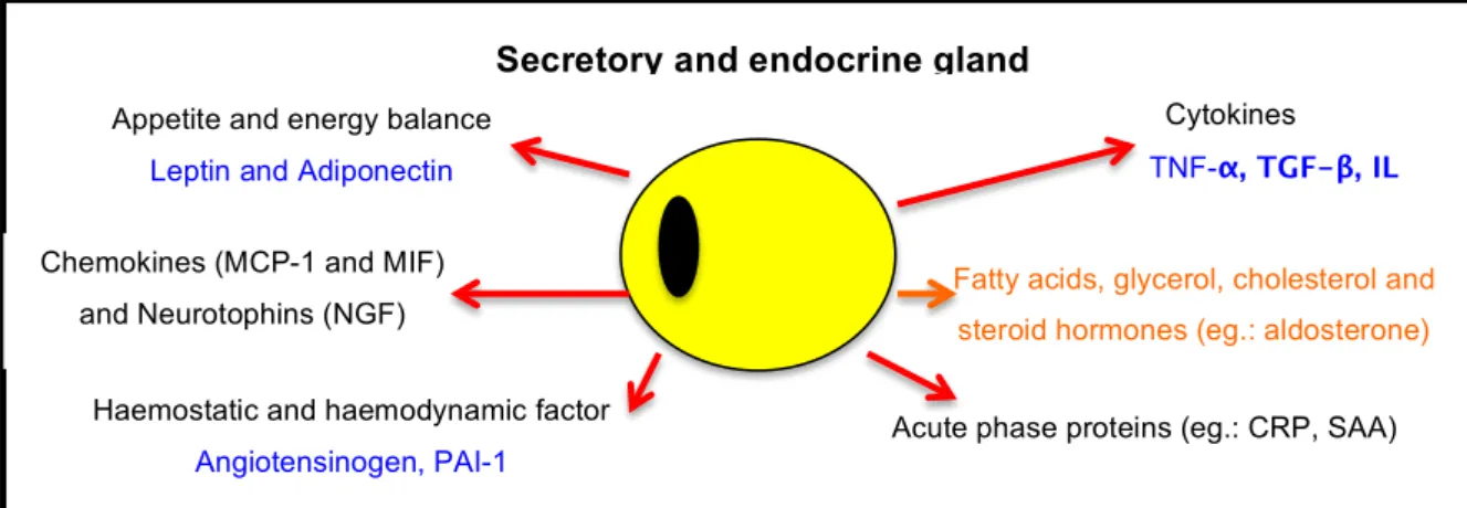 Figure 2 - View of the biological function of adipose tissue (represented schematically by a  single cell), secreting hormones such as cytokines and others