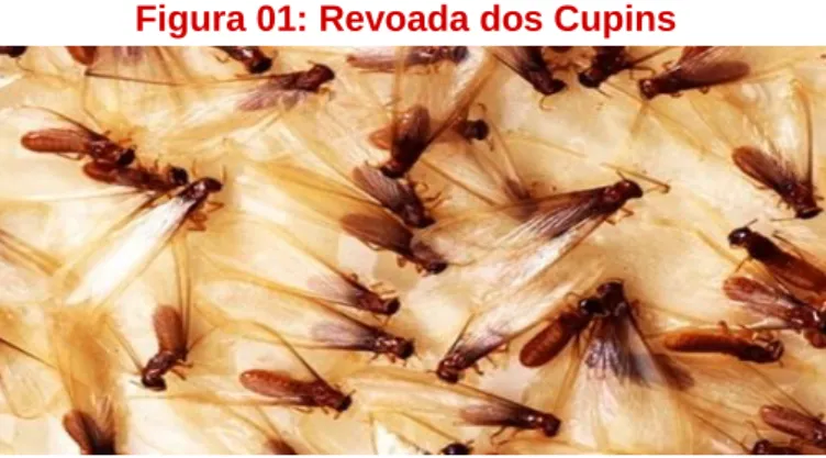 Figura 01: Revoada dos Cupins 