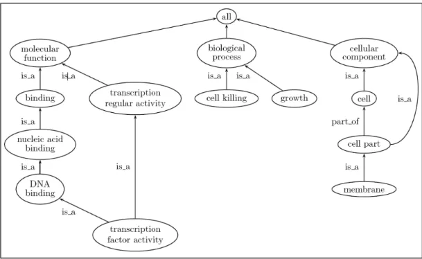 Figure 2. Exemplifying representation of the graph structure of GO. The following aspects can be seen: 