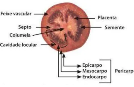 Figura 1. Secção transversal de um tomate (Fonte: kdfrutas, 2015) 