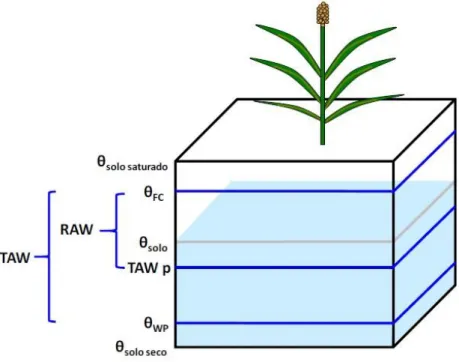 Figura 5. Água Utilizável (TAW), Água Facilmente Utilizável (RAW). Fonte: Ramos et al