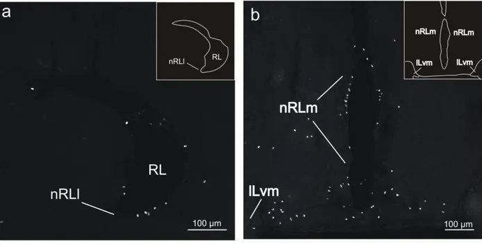 Fig 5 - Confocal images of BrdU-labeled cells in coronal sections of the optic tectum (TeO) in adult  tilapia at 2 hours post-administration survival time