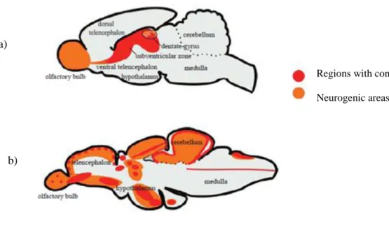 Figure 1 - Parasagittal schematic overviews of the adult proliferation pattern and neurogenic regions in  the brain of adult vertebrates