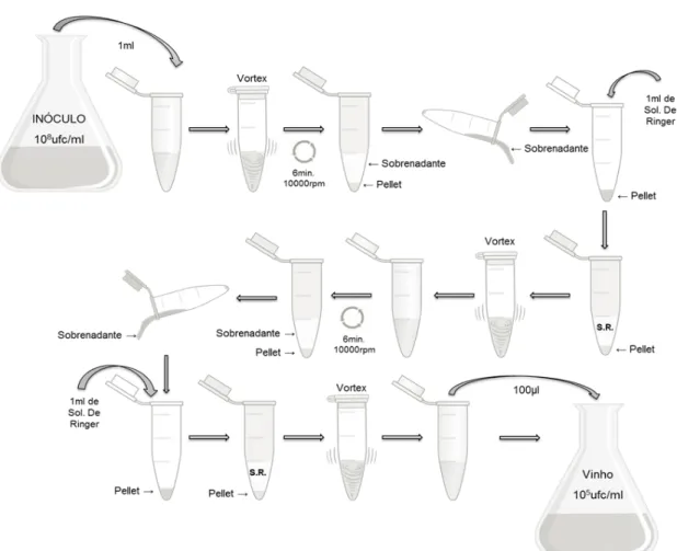 Figura 8 – Representação esquemática dos procedimentos tomados para a inóculação do vinho