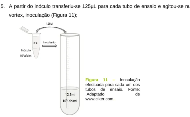 Figura  11  –  Inoculação  efectuada  para  cada  um  dos  tubos  de  ensaio.  Fonte: 