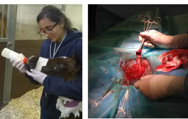 Figura 5: Dummy foal&#34; em recuperação  Figura 4:Caso clínico - rutura do uraco em poldro 
