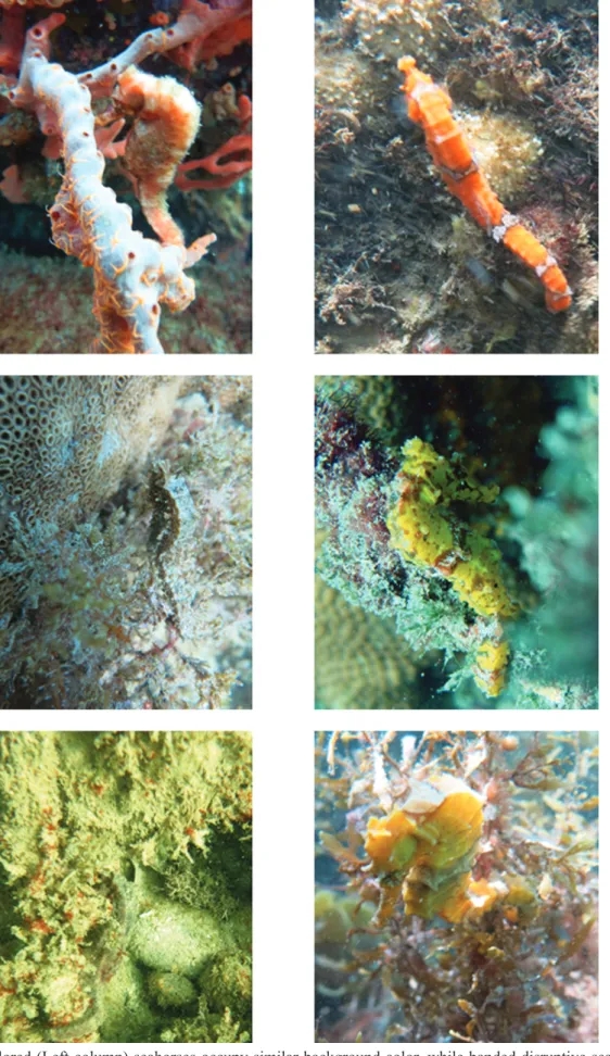 Fig. 4. Plain-colored (Left column) seahorses occupy similar background color, while banded disruptive seahorses (Right  column) occupy more diverse habitats.