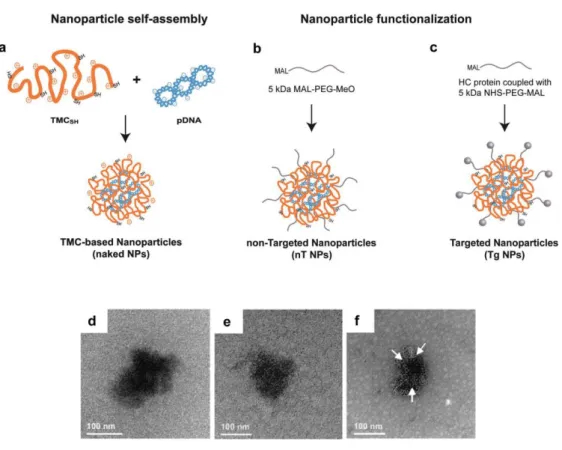 Figure  1. Preparation and characterization of trimethyl chitosan‐based nanoparticles by transmission electron  microscopy