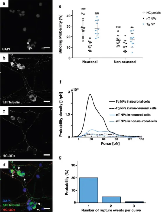 Figure 3. Binding specificity of functionalized TMC‐based nanoparticles in primary dissociated dorsal root  ganglia (DRG) cultures