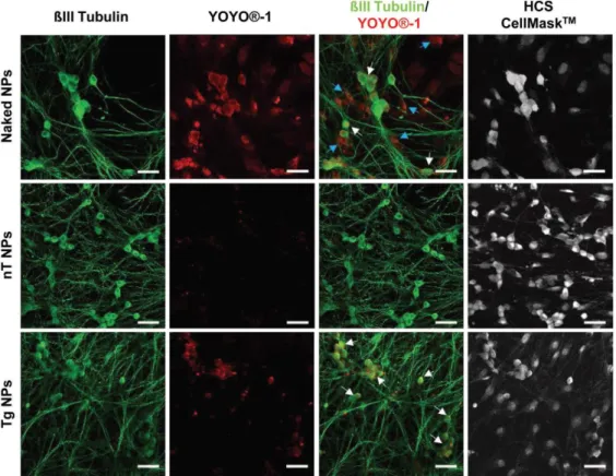 Figure 4. Cellular association of TMC‐based nanoparticles to primary dissociated DRG cultures