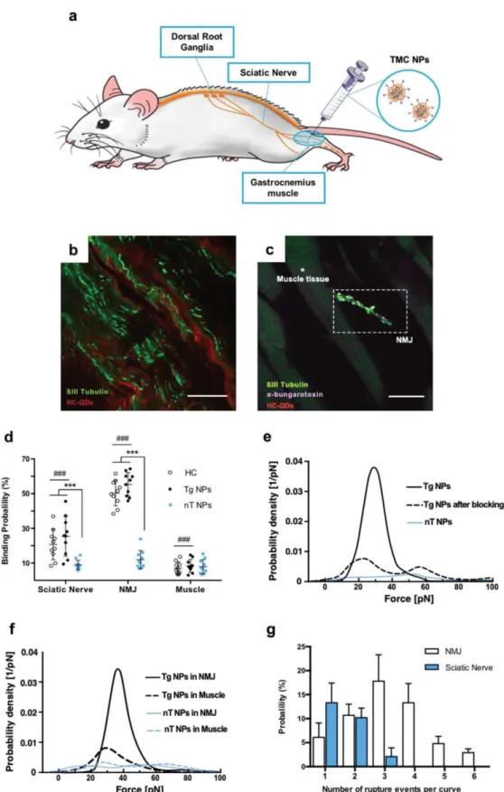 Figure  5.  Binding  specificity  of  functionalized  TMC ‐ based  nanoparticles  in  histological  tissue  samples