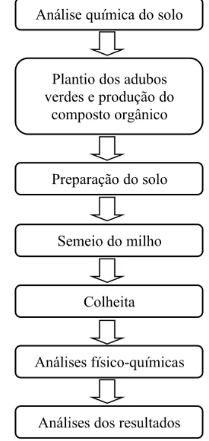 Figura 1. Fluxograma geral dos experimentos da amostra do milho (Zea  mays L.) 