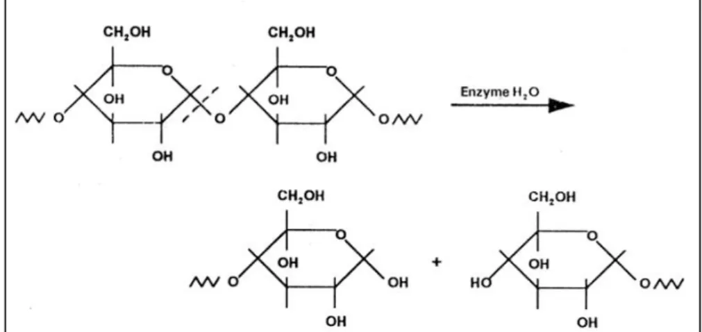 Figura 2 – Hidrólise enzimática do amido (Chandra &amp; Rustgi, 1998). 
