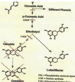 Figura 8  – Esquema ilustrativo da acção da prohexadiona-cálcio no metabolismo dos flavonóides  (Rademacher, 1999) 